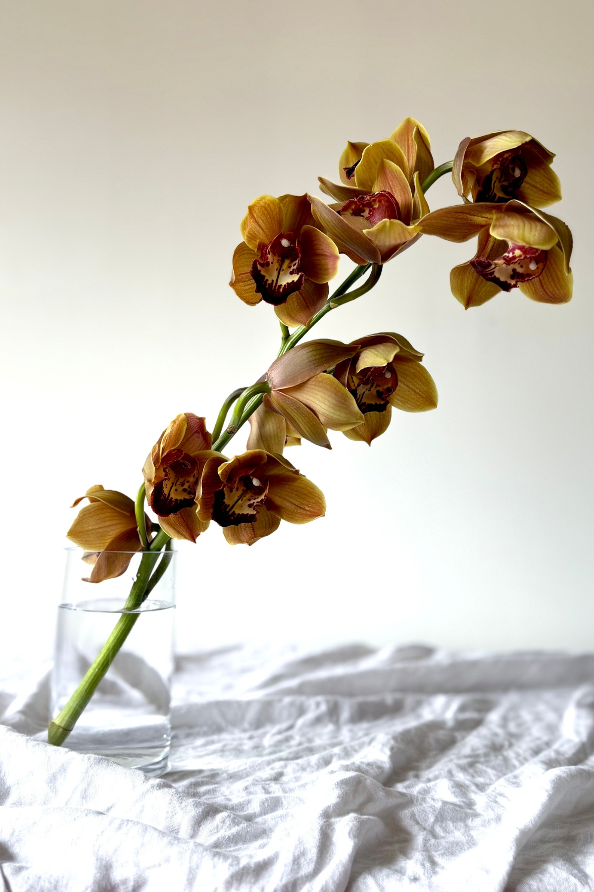 ORCHID